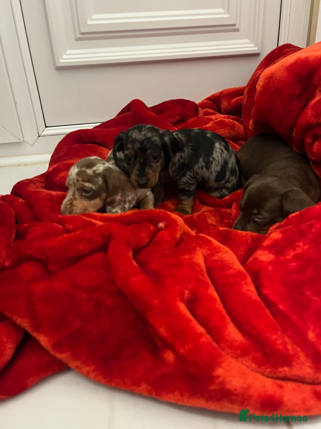 Dachshund dogs for sale: Dachshund  puppies  - Advert 2