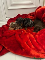 Dachshund dogs Dachshund puppies - Advert 1