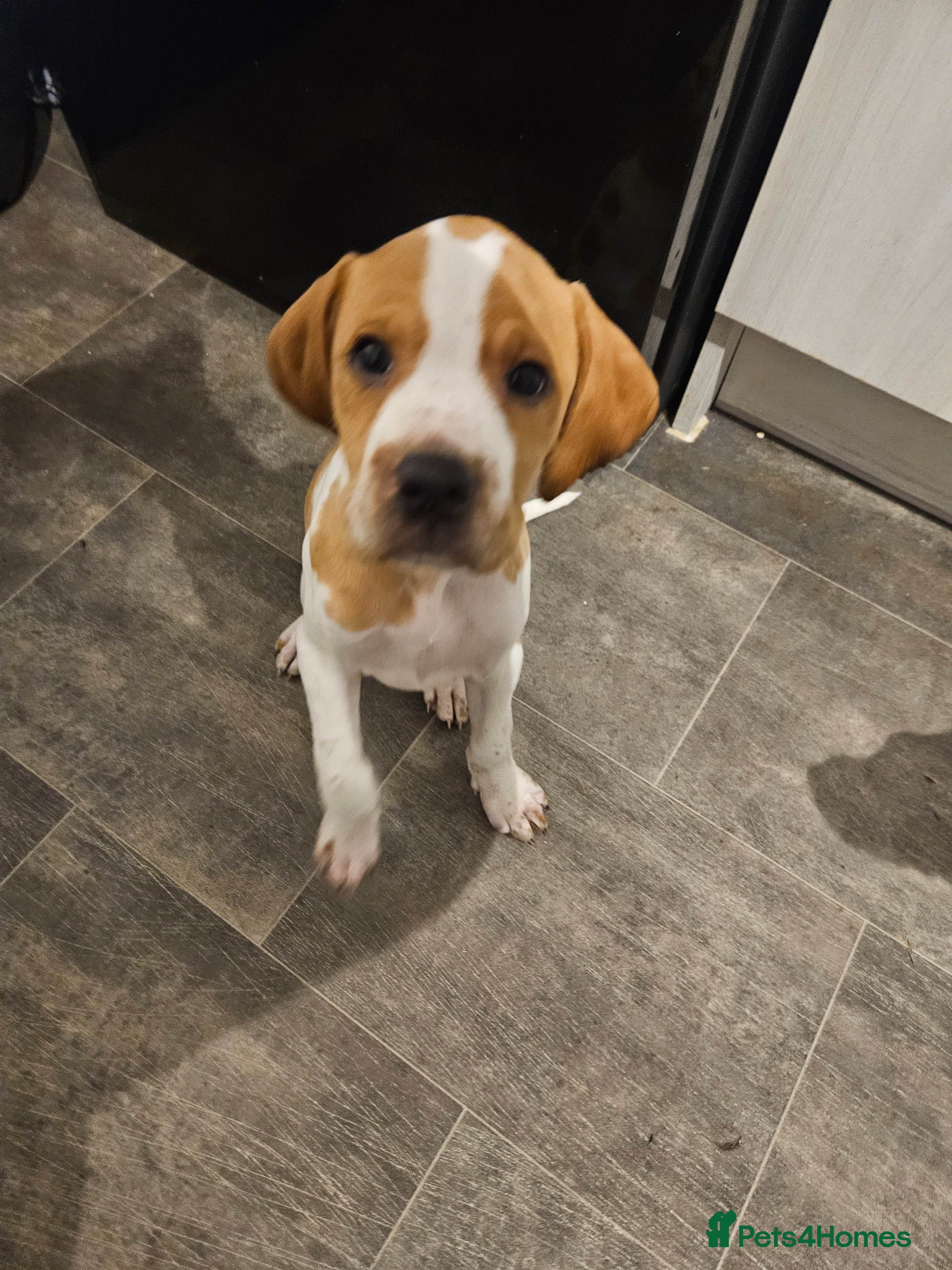 Pointer dogs Only 1 left English pointers ready now - Advert 3