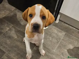 Pointer dogs Only 1 left English pointers ready now - Advert 3