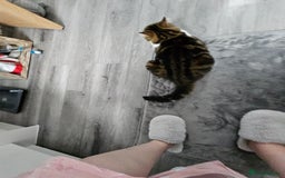 Mixed Breed cats for sale: Beautiful tabby girl - Image 4