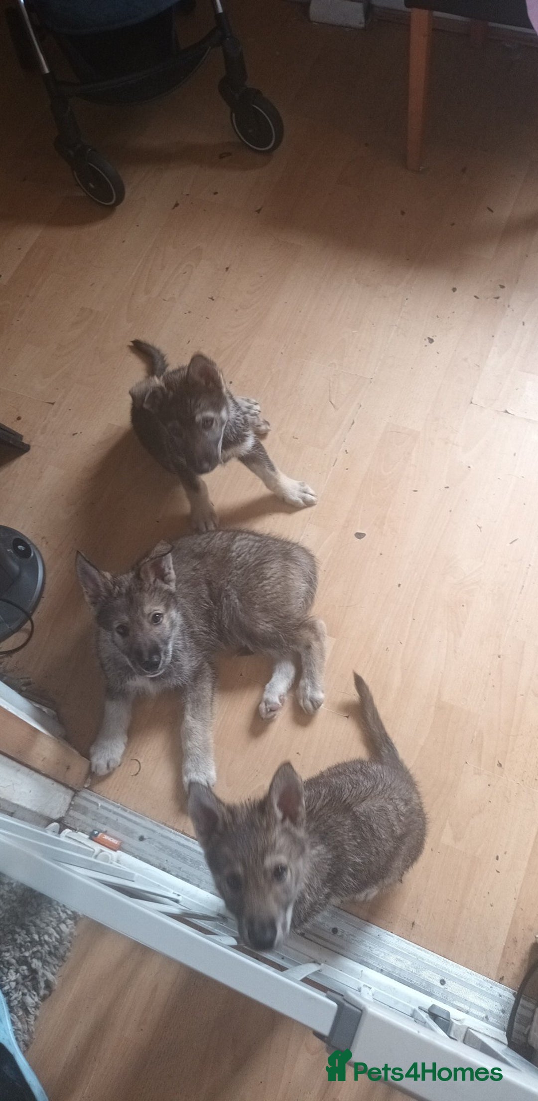 Shepsky dogs for sale: 4 gorgeous puppies - Image 8