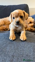 Mixed Breed dogs 🐶 Frenchie x Cavapoo Pups - Ready to Leave 🐾 - Advert 5