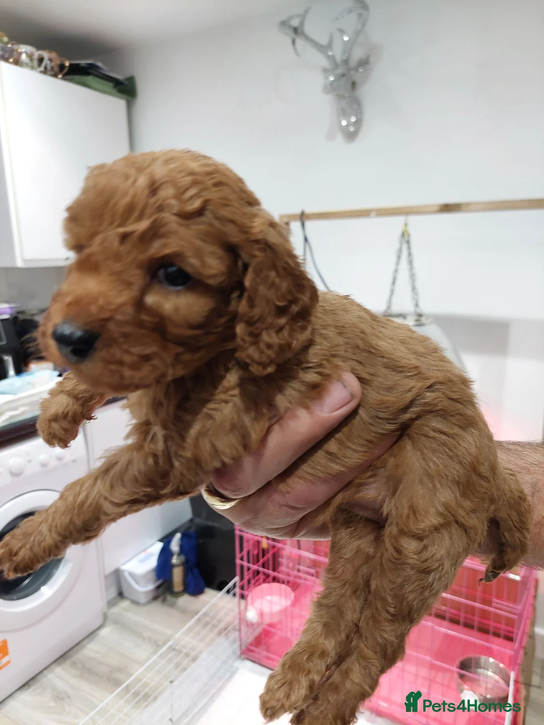 Toy Poodle dogs for sale: Top poodle - Advert 5