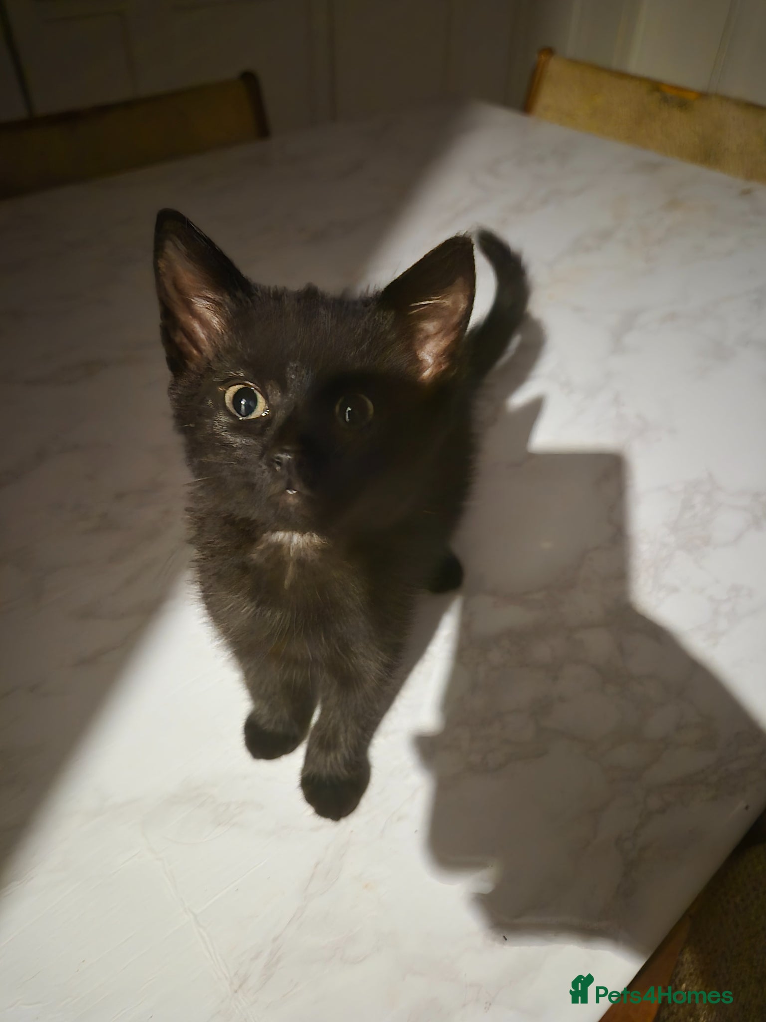 British Shorthair cats for sale: X2 mummys with kittens in London - Advert 2