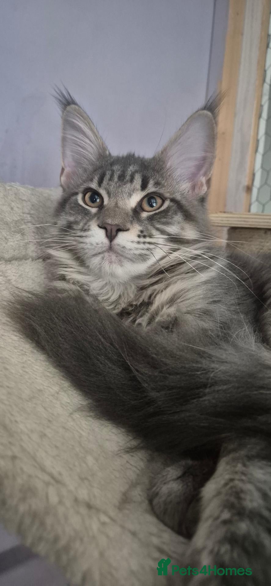 Maine Coon cats Maine Coon kittens AVAILABLE (Large) ready now - Advert 2
