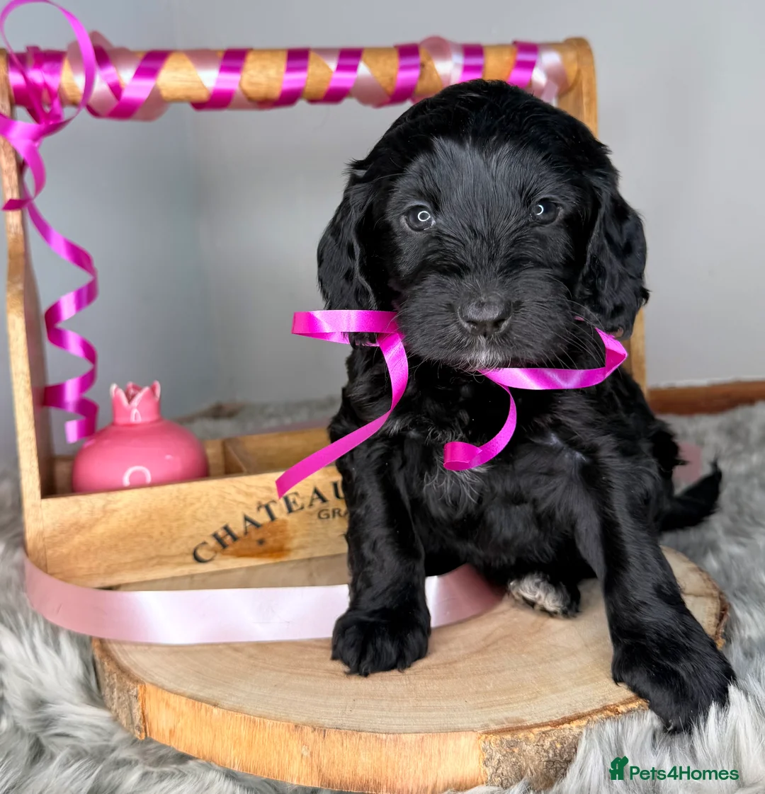 Australian Labradoodle dogs for sale: Australian labradoodle  - Advert 8