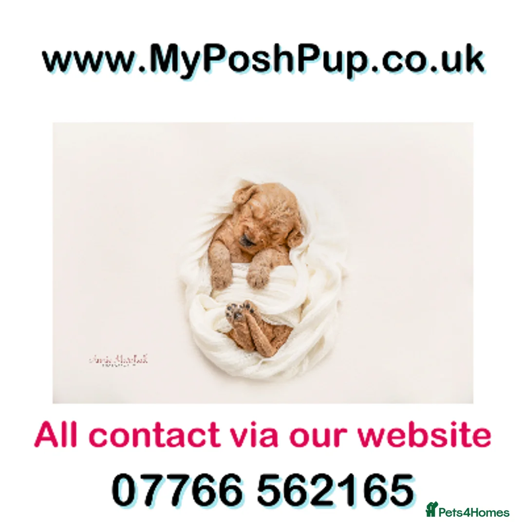 Miniature Poodle dogs for stud: KC health tested / 5* breeder - POLICE dog trainer - Advert 4
