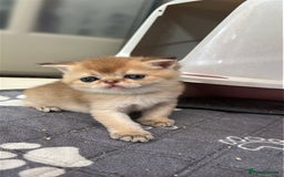 Scottish Fold cats for sale: 🐾Golden Teddy Bears – Ready for Reservation - Image 3