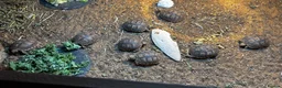 Tortoise reptiles for sale: Spur Thighed Tortoise - Advert 1