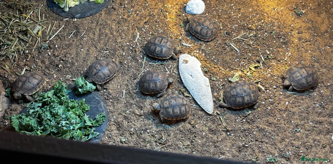 Tortoise reptiles for sale: Spur Thighed Tortoise - Advert 1