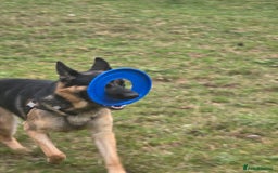 German Shepherd dogs for stud: German Shepherd for Stud - Image 12