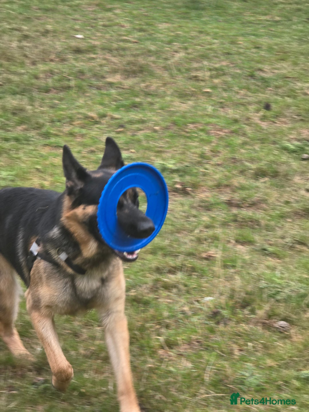 German Shepherd dogs for stud: German Shepherd for Stud - Image 12