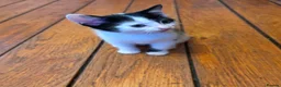 Domestic Shorthair cats for sale: Beautiful Male kitten for rehoming  - Advert 5