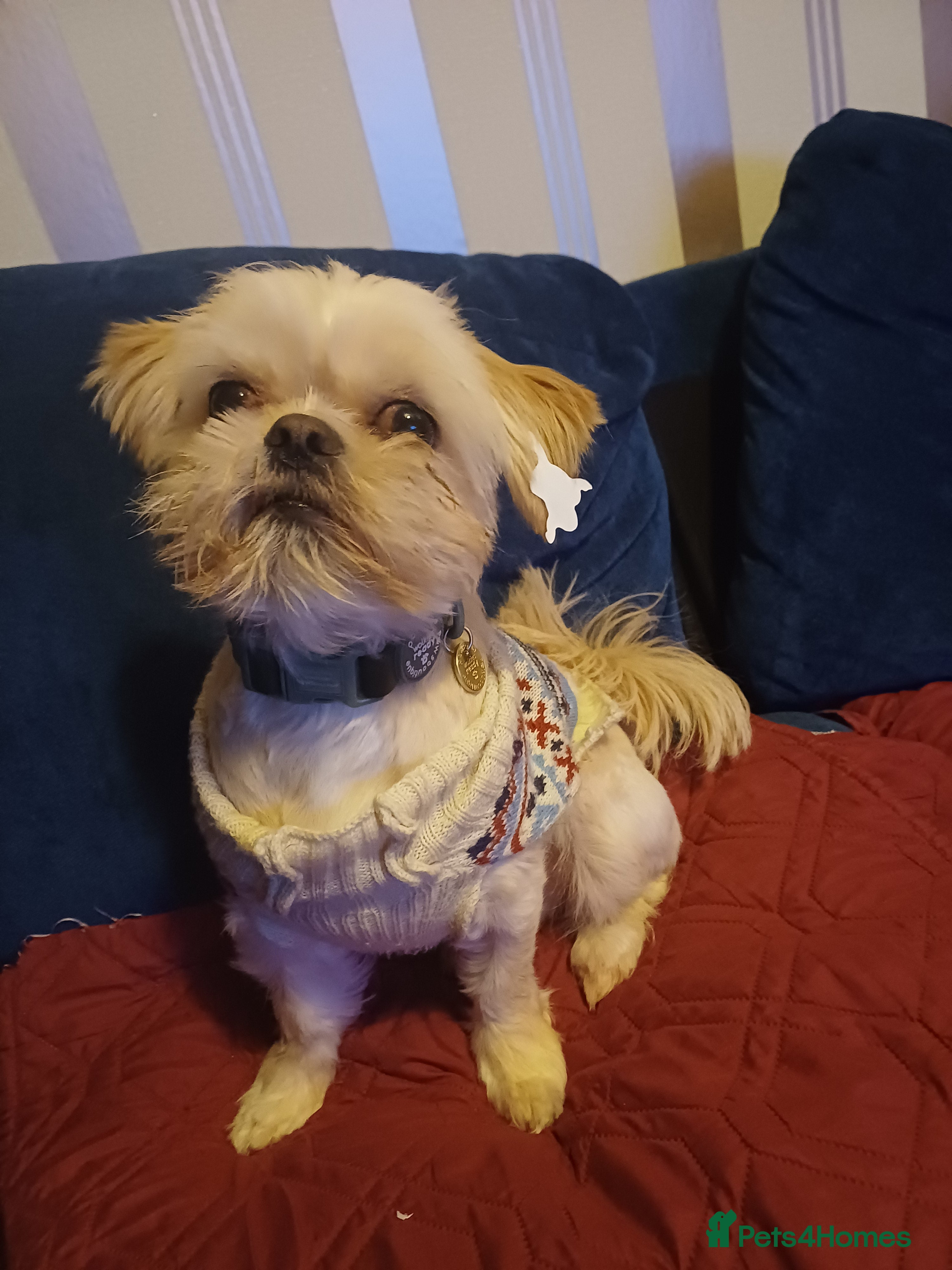 Mixed Breed dogs Rehoming for bear  - Advert 5