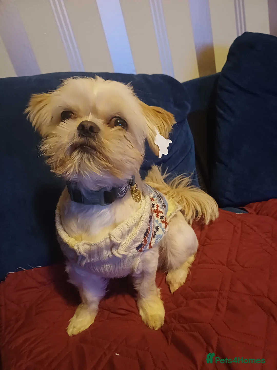 Mixed Breed dogs for sale: Rehoming for bear  - Advert 1