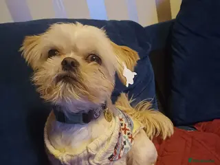 Mixed Breed dogs Rehoming for bear - Advert 3