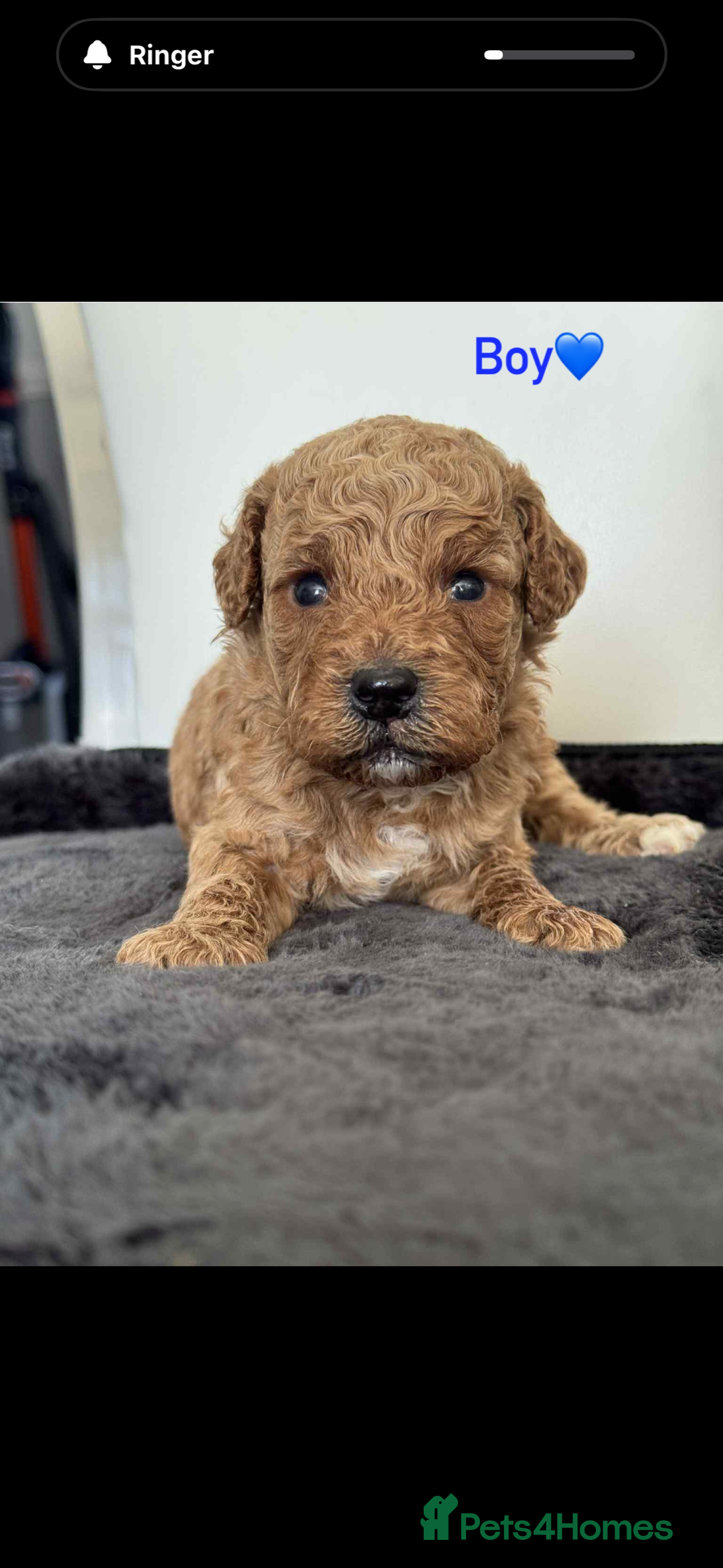 Cockapoo dogs for sale: F1B cockapoo   - Image 3