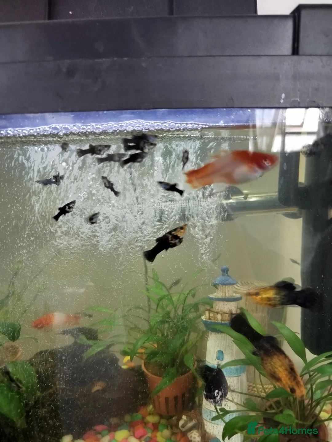 Mollies fish for sale: Mollie fish for sale ! in Southampton - Advert 1