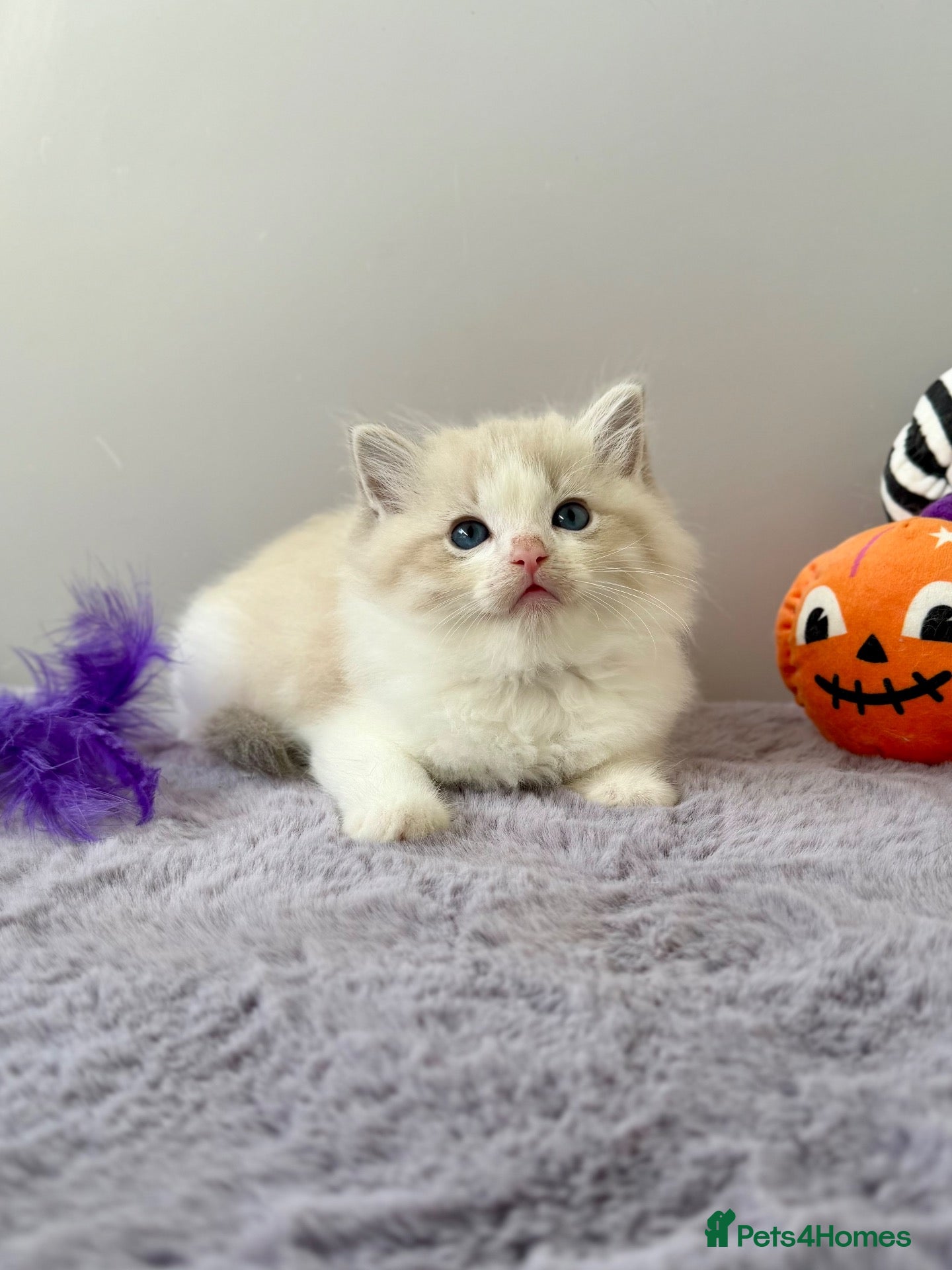 Ragdoll cats TICA registered ragdoll kittens - Advert 1