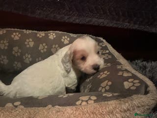 Cockapoo dogs F3 cockapoo puppies - Advert 14