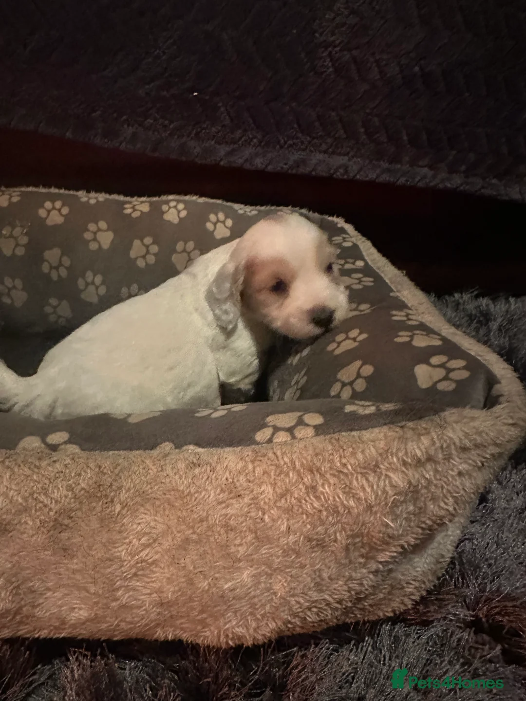Cockapoo dogs for sale: Ready Now last 3  £1000 ovno f3cockapoo puppies  - Advert 1