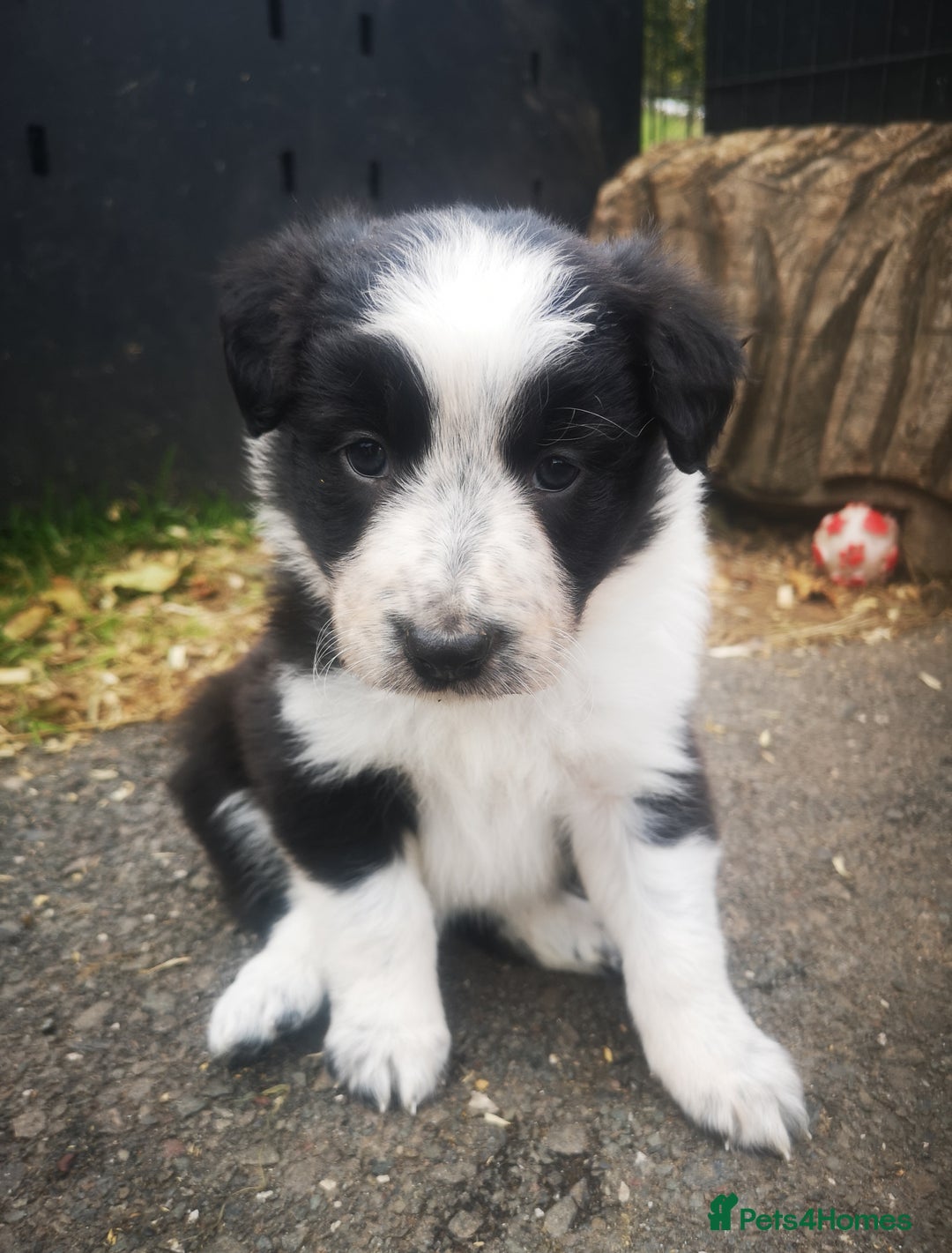 Border Collie dogs for sale: Beautiful Fluffy collie pups for sale  - Image 5