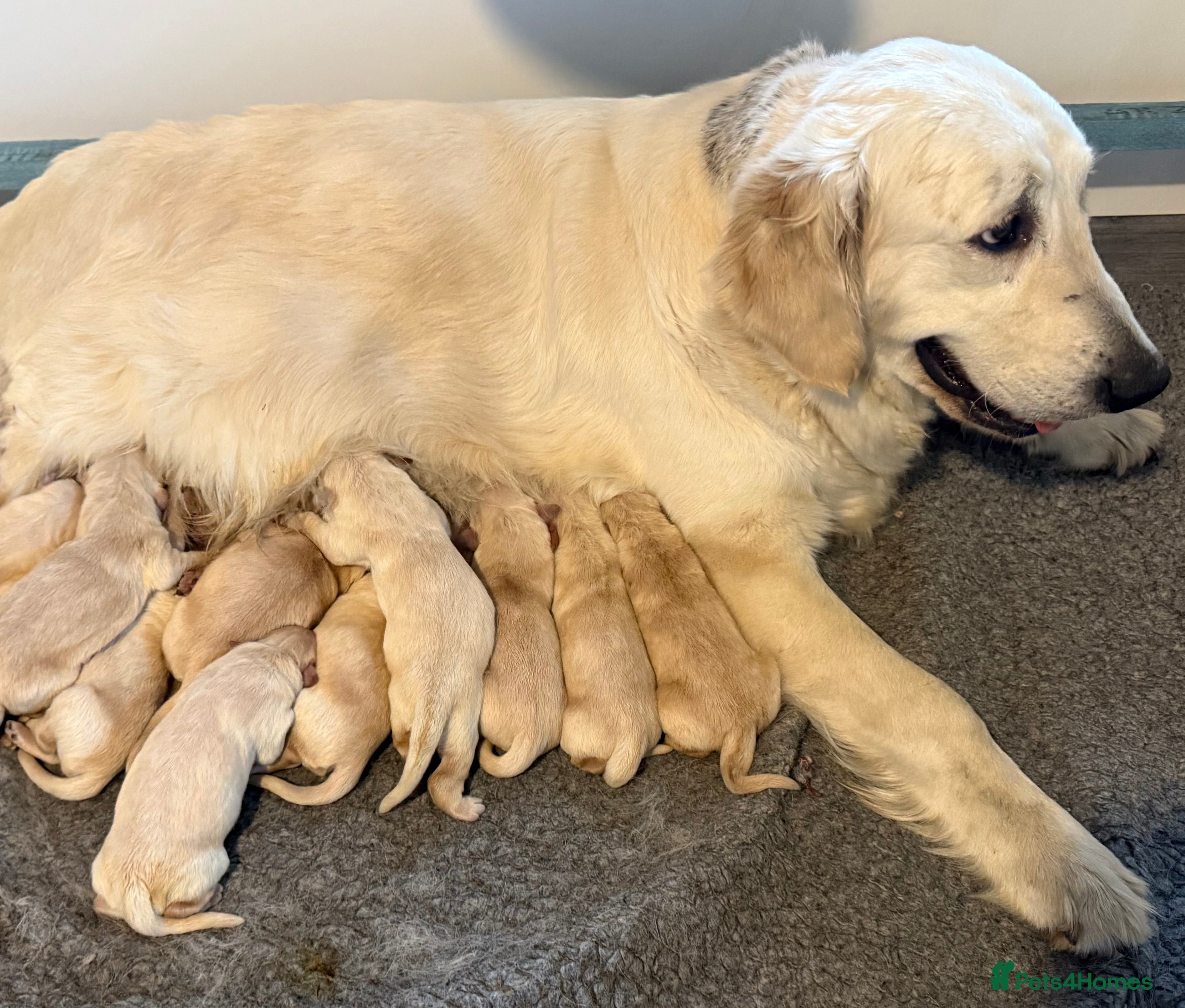 Golden Retriever dogs Beautiful home reared pups for sale - Advert 2