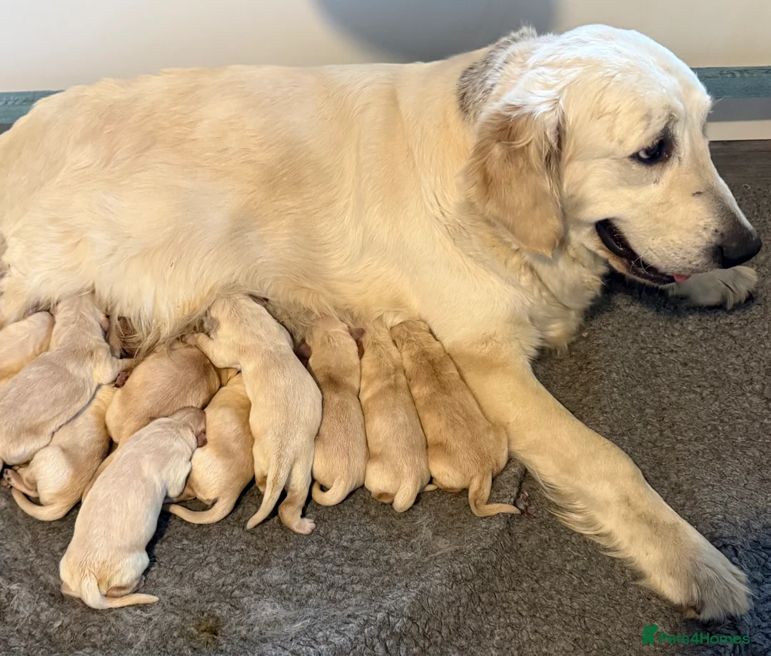 Golden Retriever dogs for sale: Beautiful home reared pups for sale - Advert 1
