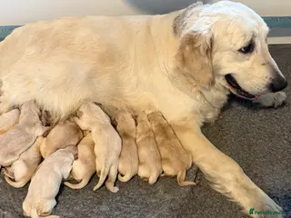 Golden Retriever dogs Beautiful home reared pups for sale - Advert 2