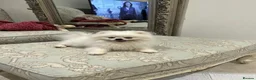 Pomeranian dogs for sale: 🐾STUNNING POMERANIAN PUPPIES 🐾 - Advert 9