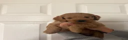 Cockapoo dogs for sale: Beautiful Cockapoo Puppies - Advert 3