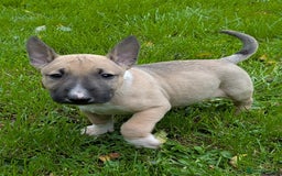 English Bull Terrier dogs for sale: KC REG ENGLISH BULL TERRIER PUPS - Image 16