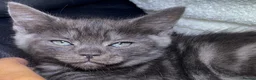 British Shorthair cats for sale: British short hair x ragdoll  - Advert 4