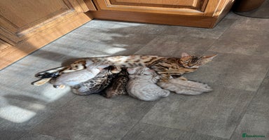 Bengal cats - Advert 8