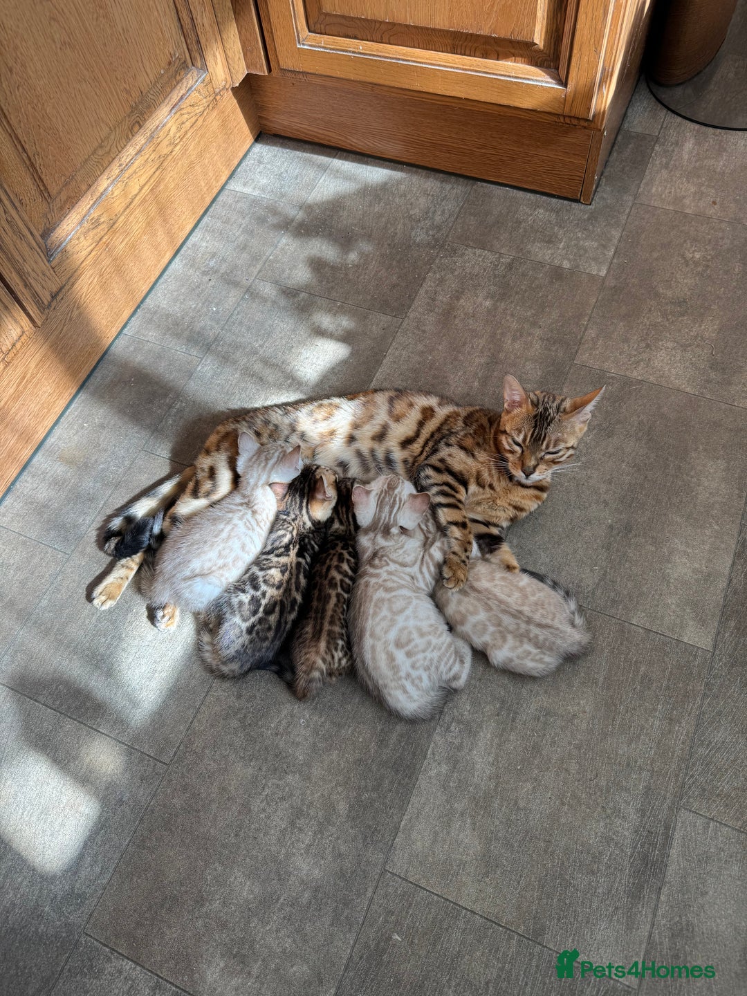 Bengal cats for sale: 5 Bengal kittens , 2 boys and 3 girls  - Image 3