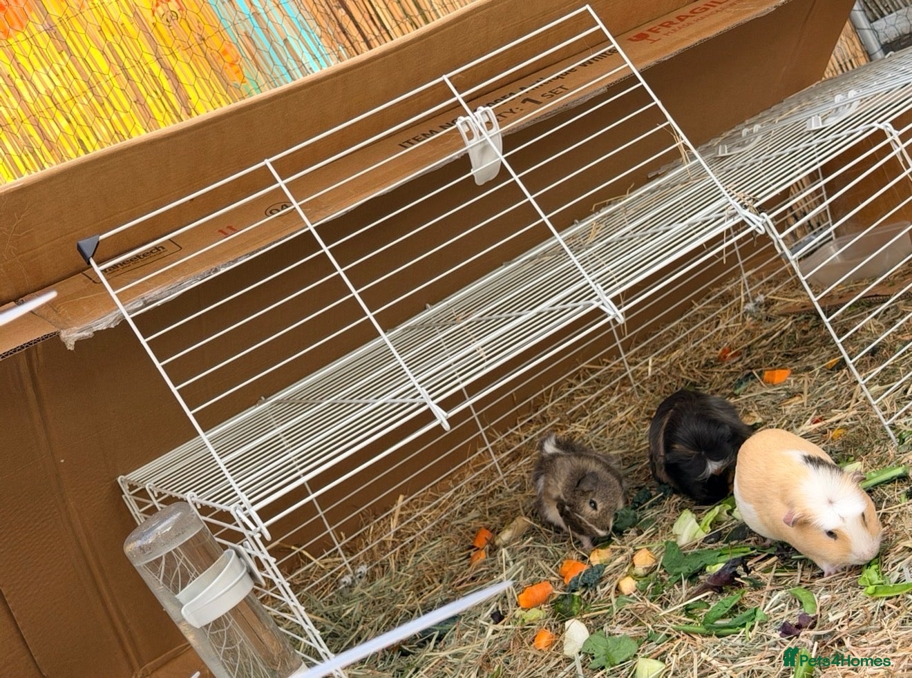 Guinea Pig rodents Guinea pigs free for rehome (Boars) - Advert 1