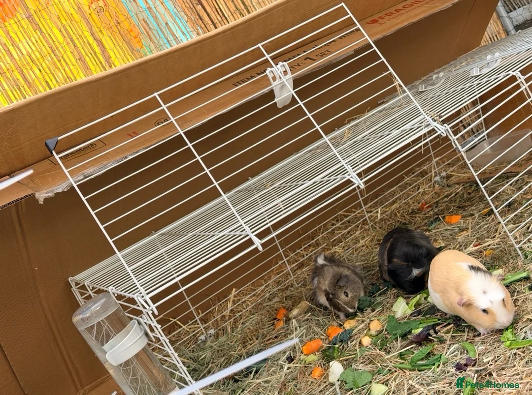 Guinea Pig rodents for sale: Guinea pigs free for rehome (Boars) in Liverpool - Advert 1