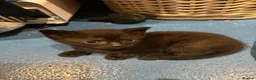 Mixed Breed cats for sale: Kittens  - Advert 10