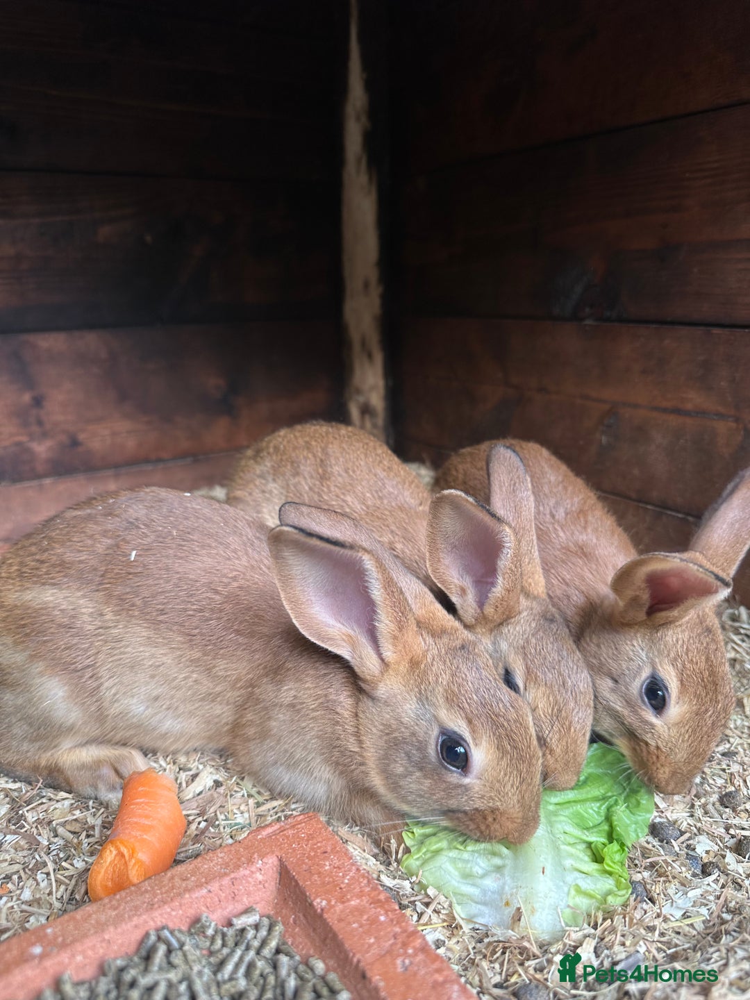 Belgian Hares rabbits for sale: Belgian Hares - Cheshire  - Image 3
