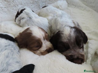 Cocker Spaniel dogs for sale: ❤️🔥❤️🔥💥Show Type Cocker Spaniel Puppies - Advert 1