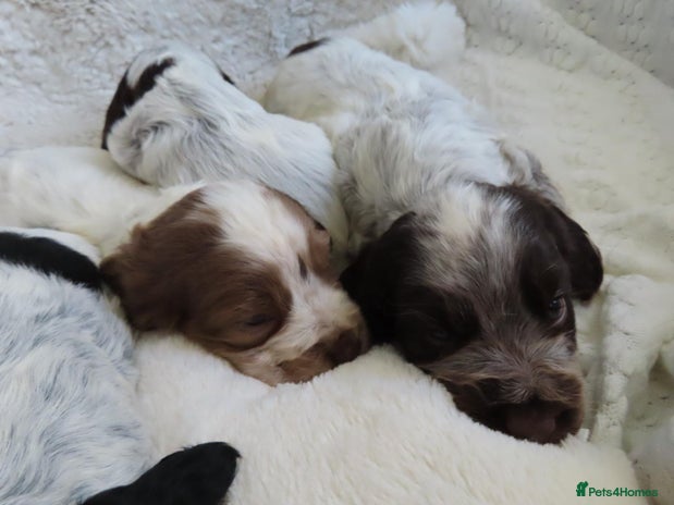 Cocker Spaniel dogs ❤️🔥❤️🔥💥Show Type Cocker Spaniel Puppies - Advert 7