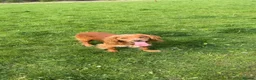 Cocker Spaniel dogs for sale: 1 year old working cocker spaniel  in Dalkeith - Advert 6