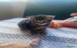 Mixed Breed cats for sale: 5 beautiful kittens  - Image 4