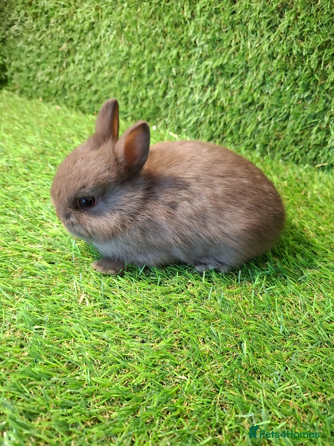 Netherland Dwarf rabbits for sale: QUALITY NETHERLAND DWARF - Advert 1