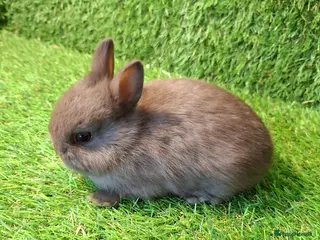 Netherland Dwarf rabbits QUALITY NETHERLAND DWARF - Advert 1