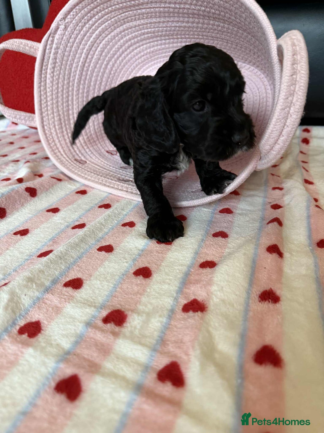 Cockapoo dogs for sale: Beautiful Cockapoo Puppies  - Advert 6