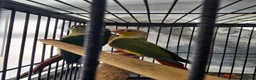 Conures birds for sale: Pineapple conures - Advert 5