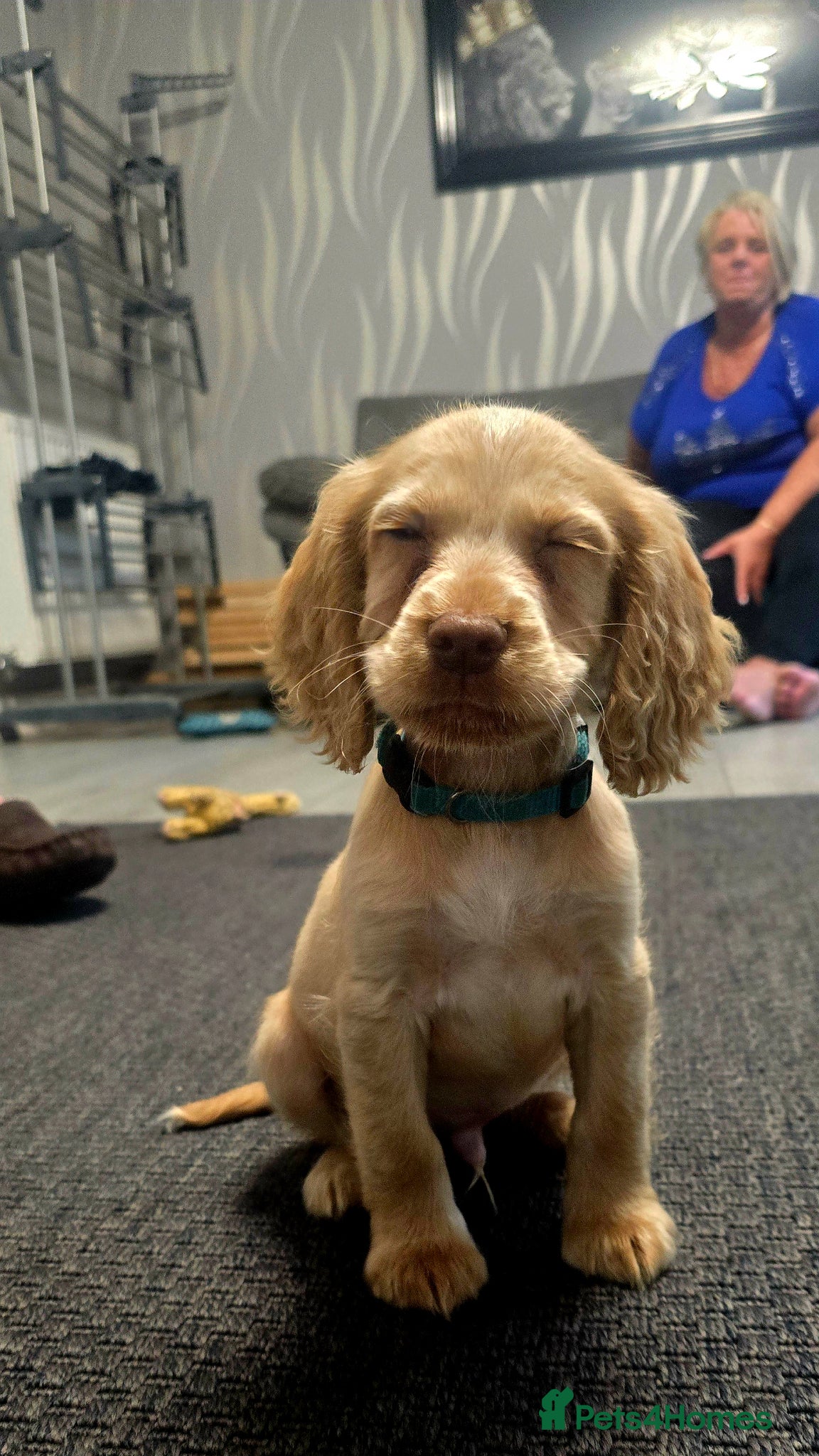 Cocker Spaniel dogs READY TO LEAVE TO THEIR HOMES 3 boys  - Advert 4