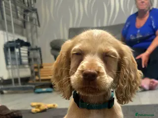 Cocker Spaniel dogs READY TO LEAVE TO THEIR HOMES 3 boys - Advert 4